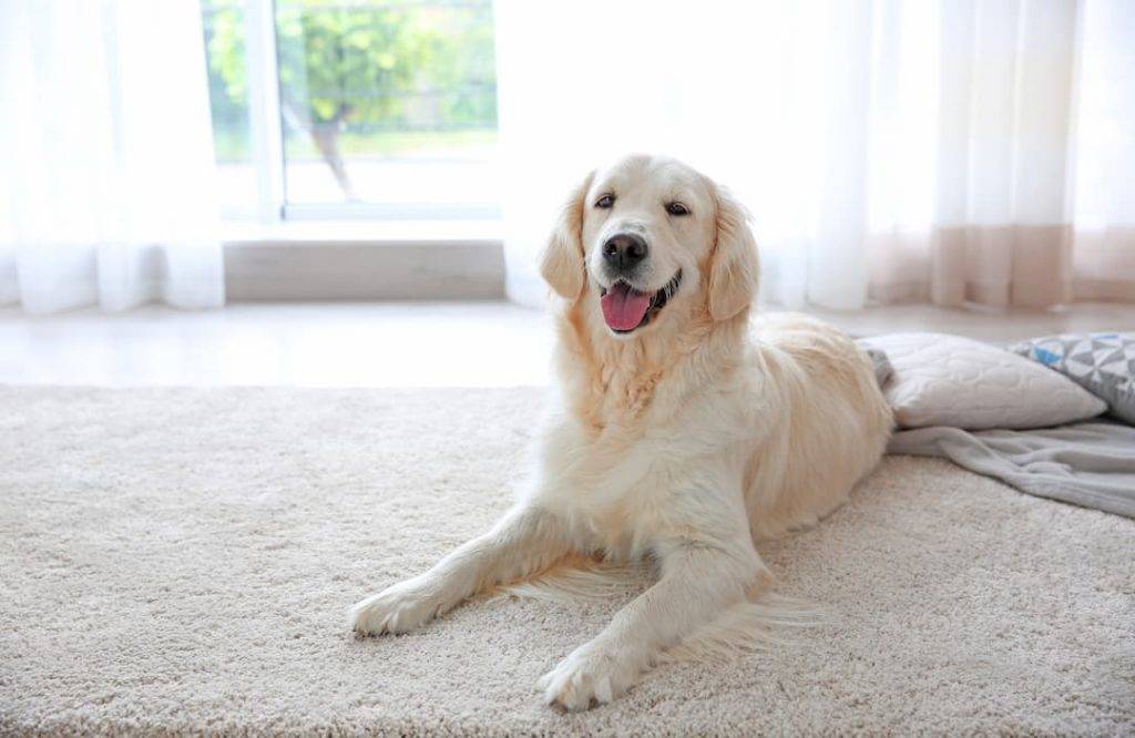 Dog On Carpet